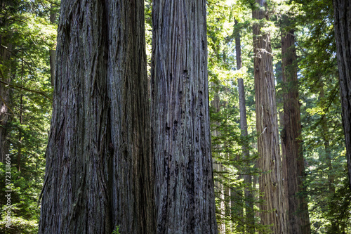Massive redwood trees in one of the forests of Redwood National Park in northern California.