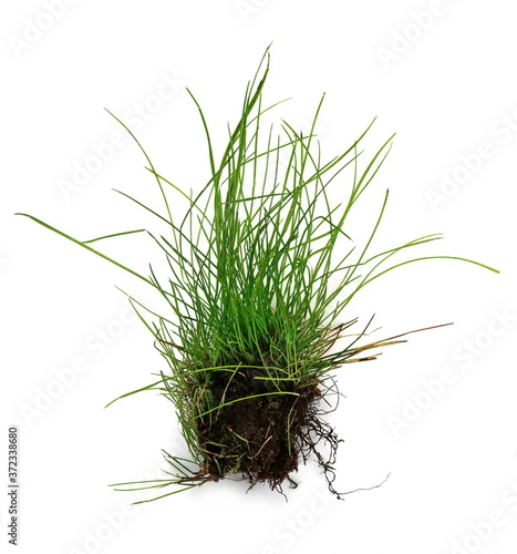 Green grass isolated against a white background. Grass with roots. Root.