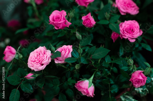 A bush of pink roses on a dark green background in the garden in summer. View from above.