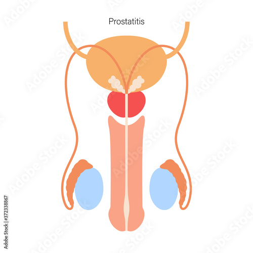 Male reproductive system