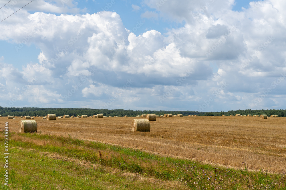 Obraz premium sheaf of straw in the field. village landscape