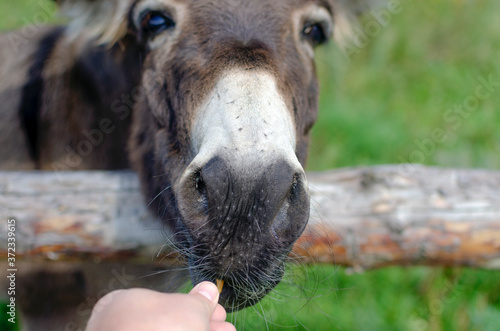 feeding a donkey with a close-up hand