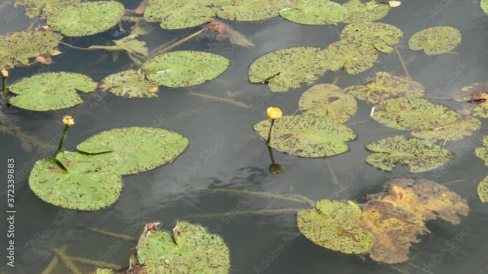 Plants of water-lily (Nuphar lutea) with yellow flowers on the water surface Plants of water-lily (Nuphar lutea) with yellow flowers on the water surface