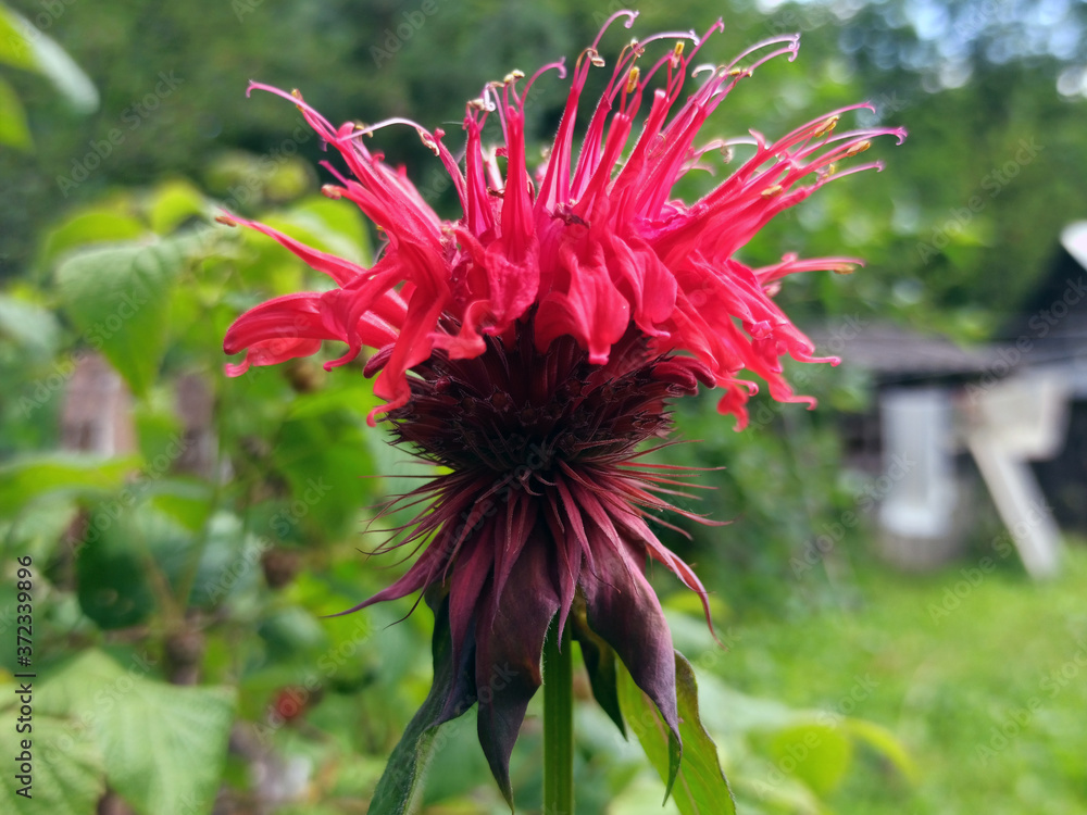 Photo of a blooming double monarda. Oswego tea.