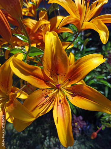 Obraz na płótnie photography of blooming lilies in summer. beautiful orange lilies w salonie
