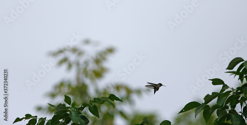 colibri à gorge rubis