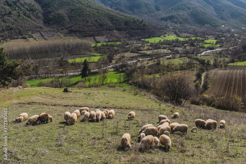 Sheep's pasture in the mountains