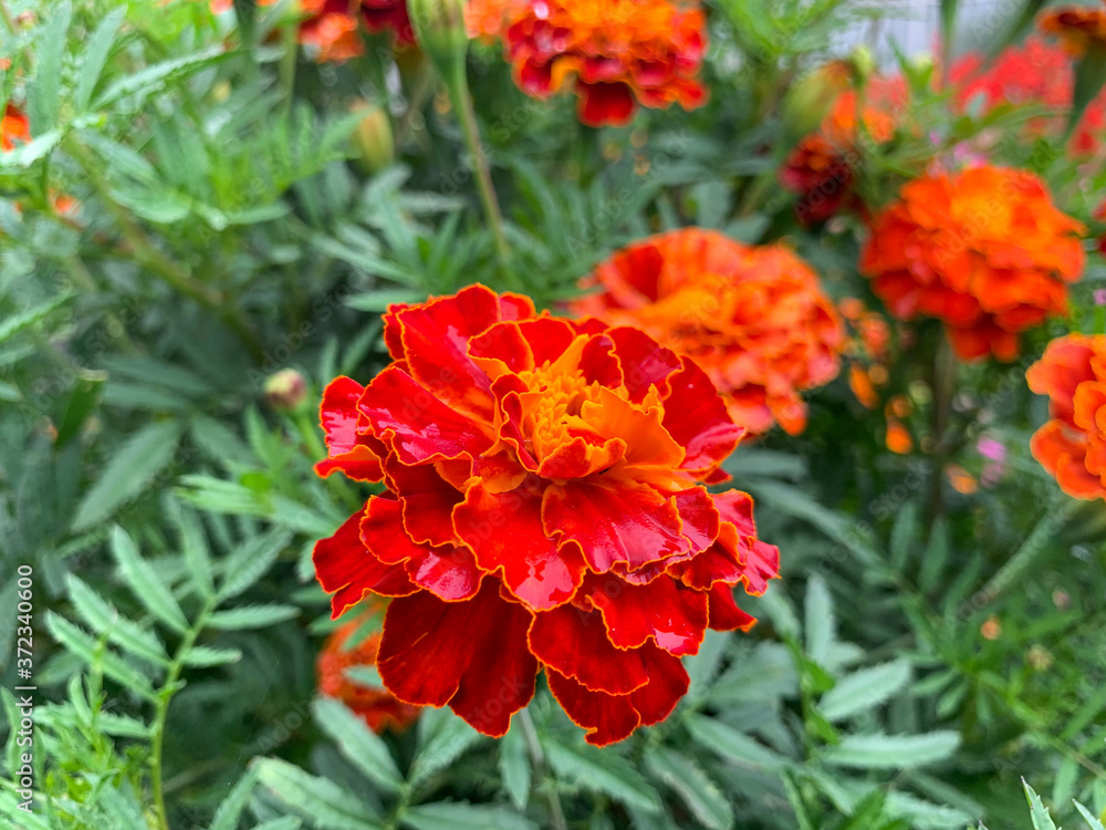 Blooming marigolds in the garden. Blooming bright orange, yellow, lush, beautiful flowers in August. Garden flowers of Tagetes.