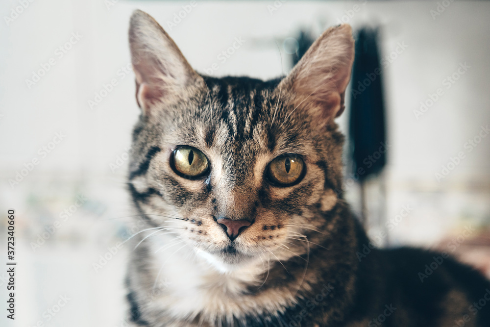 Cat portrait, cat face close-up