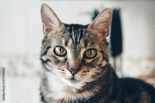 Fototapeta Naklejka Na Ścianę i Meble -  Cat portrait, cat face close-up