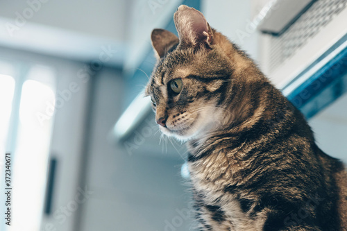 Cat portrait in kitchen looking down