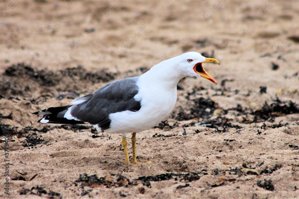 Fototapeta premium A close up of a Seagull