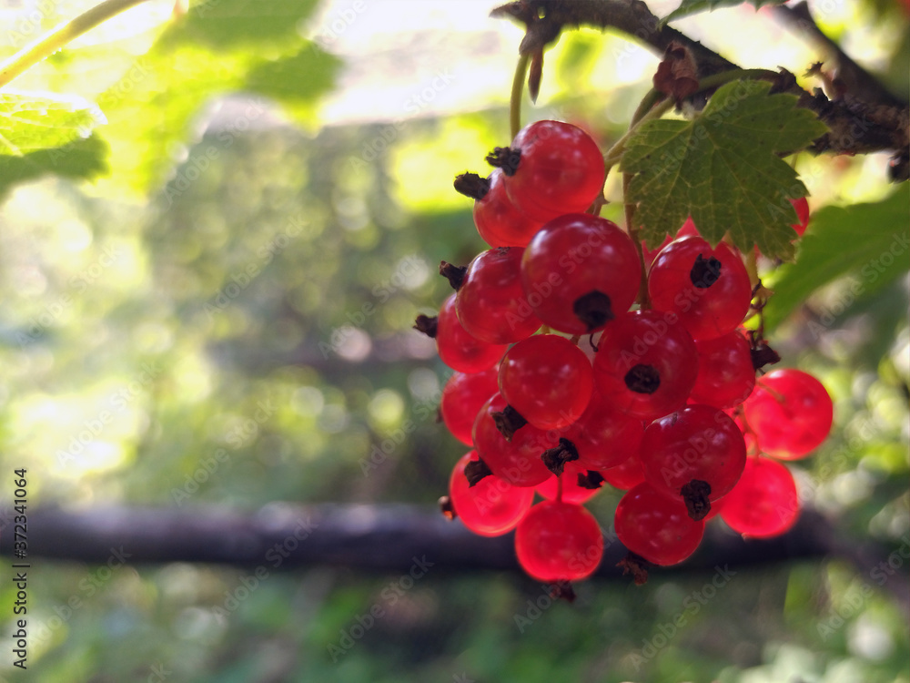 photo of red currant on a branch in summer