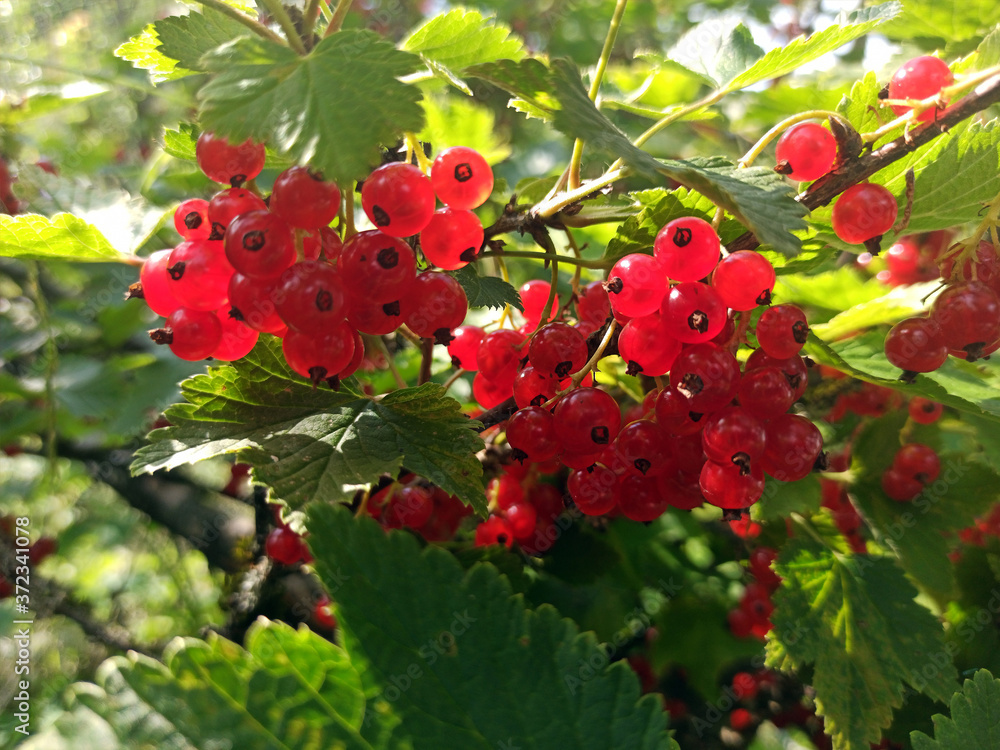 photo of red currant on a branch in summer