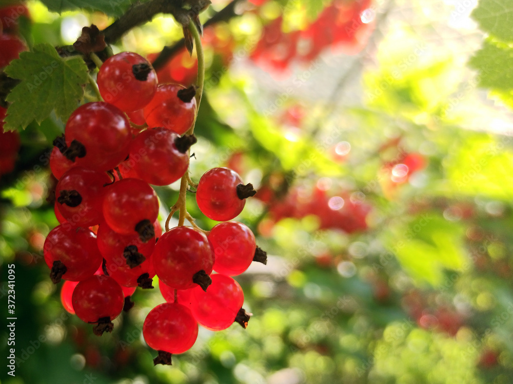 photo of red currant on a branch in summer