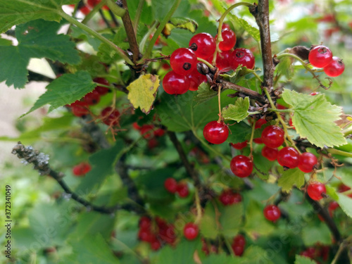 photo of red currant on a branch in summer