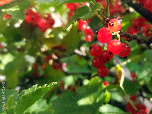Obraz na płótnie photo of red currant on a branch in summer w salonie