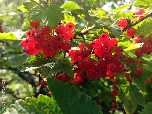 Obraz na płótnie photo of red currant on a branch in summer w salonie