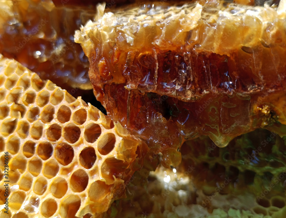 Fresh honey in comb. Healthy food concept, diet
