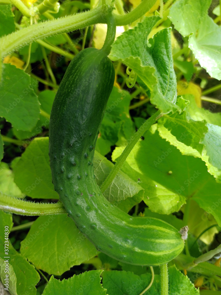 photo of cucumber plant in summer on a sunny day