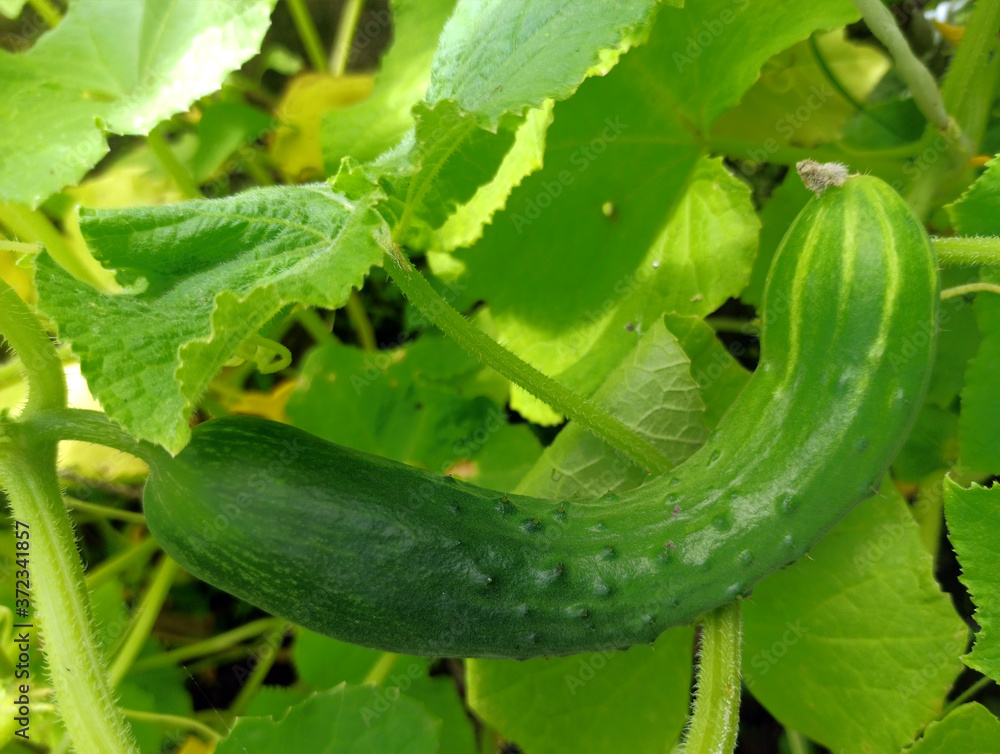 photo of cucumber plant in summer on a sunny day