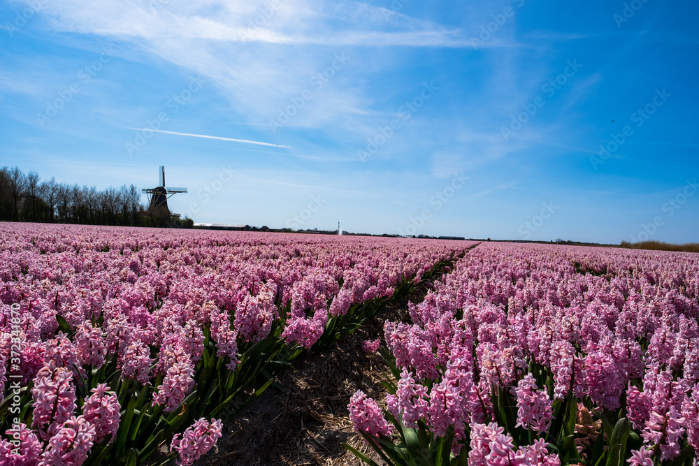 Pink flower field in rows in closeup with a windmill in the background. Flower agriculture business, Floriculture. Spring in the Netherlands.