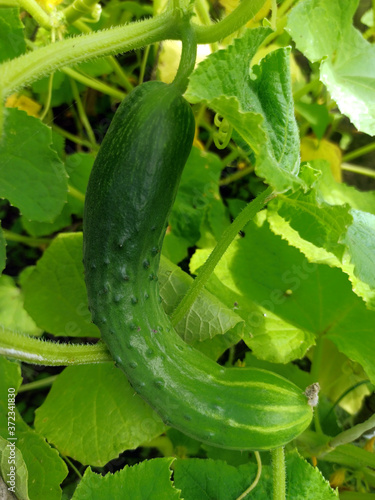 Obraz na płótnie photo of cucumber plant in summer on a sunny day w salonie