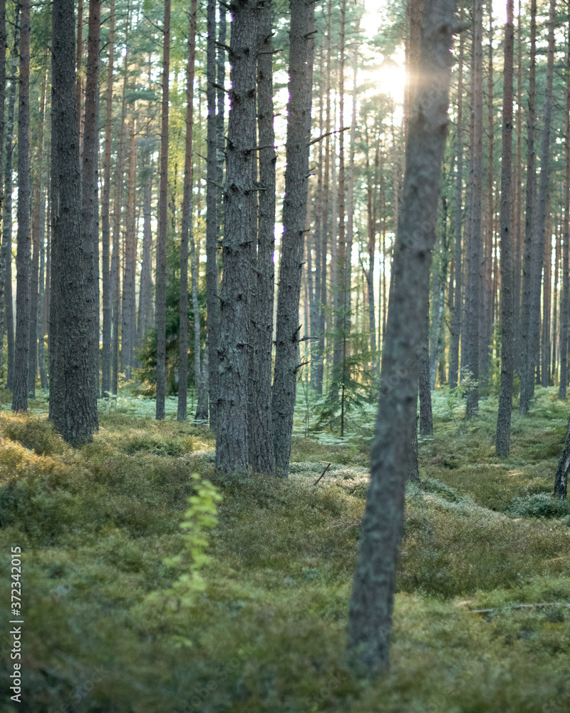 evening sun in the woods evening sun in the woods