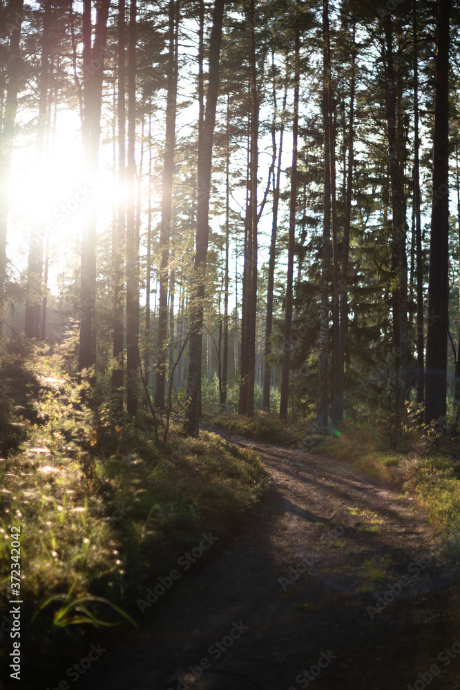 Obraz premium evening sun in the woods