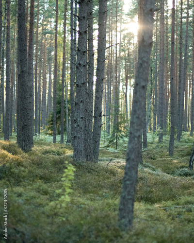 evening sun in the woods