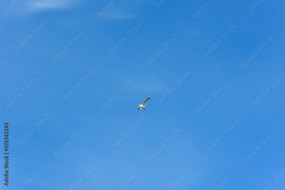 Fototapeta premium seagull in the sky