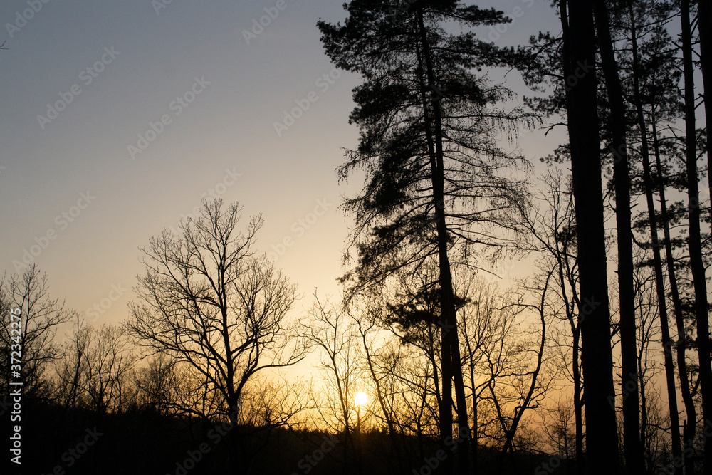 Sunset forest vsenory Sunset forest vsenory