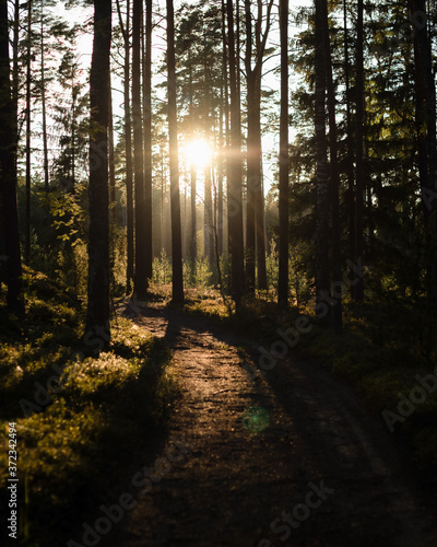 evening sun in the woods photo