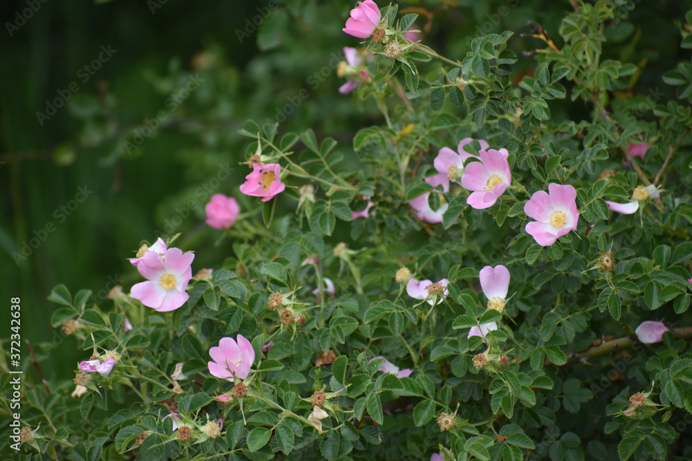 Flores Flores
