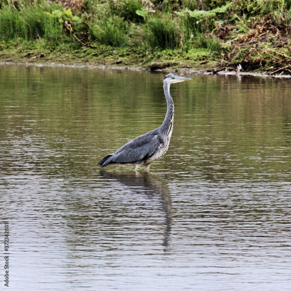 Fototapeta premium great blue heron