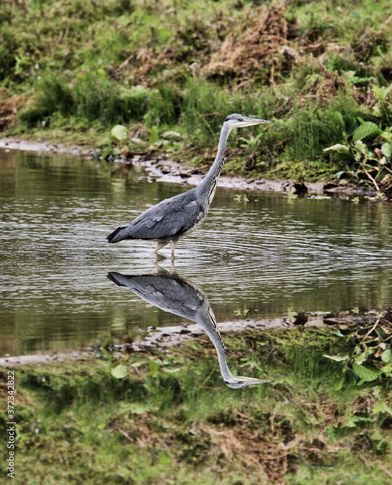 Naklejka premium great blue heron