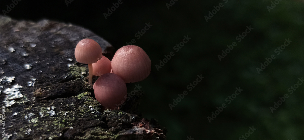Photo of toadstool mushrooms on an old tree stump