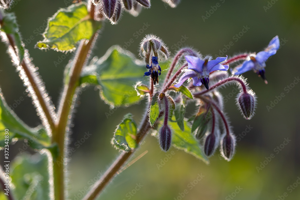 close up of a blue borago flower and and buds close up of a blue borago flower and and buds