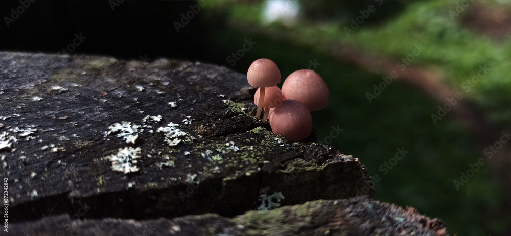 Photo of toadstool mushrooms on an old tree stump