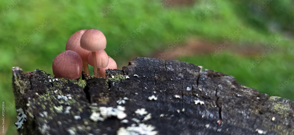 Photo of toadstool mushrooms on an old tree stump Photo of toadstool mushrooms on an old tree stump