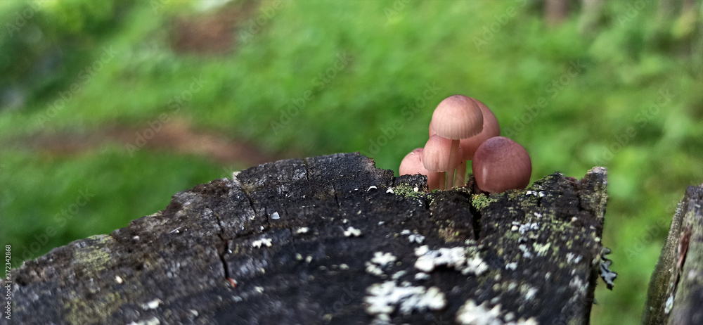 Photo of toadstool mushrooms on an old tree stump