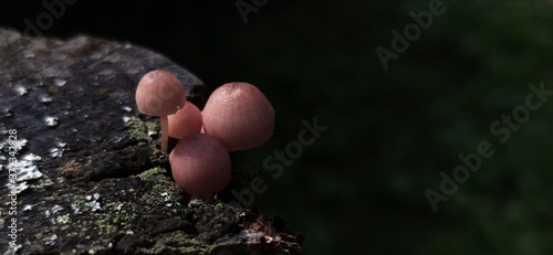 Obraz na płótnie Photo of toadstool mushrooms on an old tree stump w salonie
