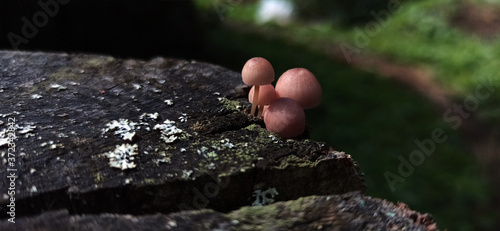Photo of toadstool mushrooms on an old tree stump