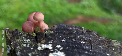 Obraz na płótnie Photo of toadstool mushrooms on an old tree stump w salonie
