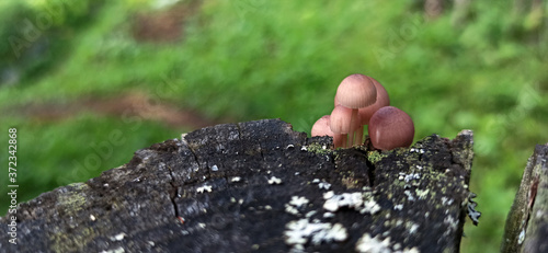 Photo of toadstool mushrooms on an old tree stump