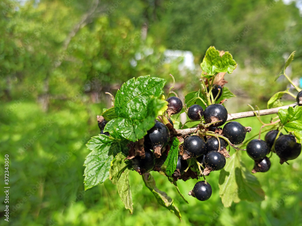 photo of black currant on a branch in summer