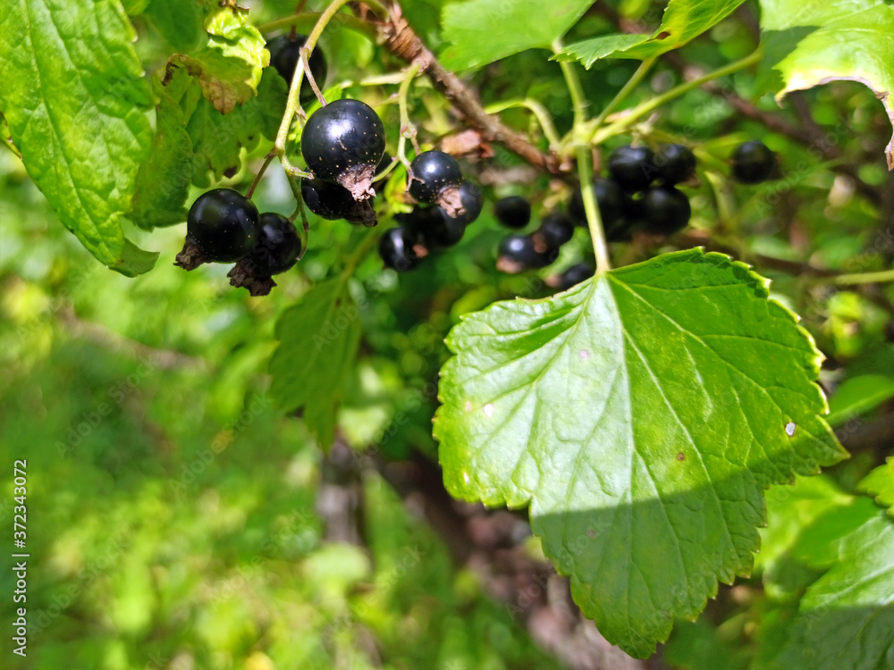 photo of black currant on a branch in summer