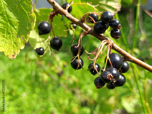 Obraz na płótnie photo of black currant on a branch in summer w salonie