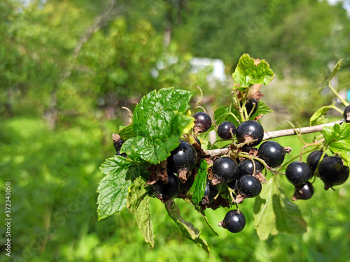 Obraz na płótnie photo of black currant on a branch in summer w salonie