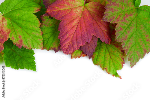 Colorful fall leaves of black currant isolated on a white background. Top view.